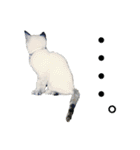 濡れ三毛猫ハリーさんの仲間たち デカ文字（個別スタンプ：38）