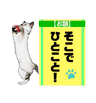 濡れ三毛猫ハリーさんの仲間たち デカ文字（個別スタンプ：39）