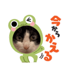 おもしろい猫（個別スタンプ：2）