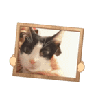 おもしろい猫（個別スタンプ：4）