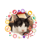 おもしろい猫（個別スタンプ：6）