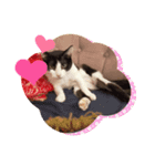 おもしろい猫（個別スタンプ：7）