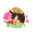 おもしろい猫（個別スタンプ：8）