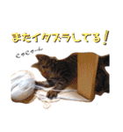 のあねろ③（個別スタンプ：12）