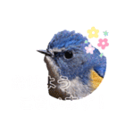 幸せを運ぶ青い鳥たち（個別スタンプ：1）