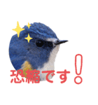幸せを運ぶ青い鳥たち（個別スタンプ：3）