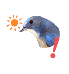 幸せを運ぶ青い鳥たち（個別スタンプ：4）