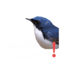 幸せを運ぶ青い鳥たち（個別スタンプ：5）