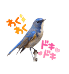 幸せを運ぶ青い鳥たち（個別スタンプ：12）
