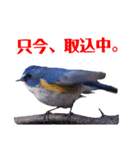 幸せを運ぶ青い鳥たち（個別スタンプ：13）