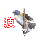 幸せを運ぶ青い鳥たち（個別スタンプ：14）