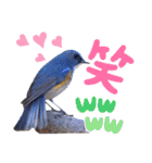 幸せを運ぶ青い鳥たち（個別スタンプ：17）
