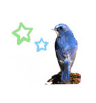 幸せを運ぶ青い鳥たち（個別スタンプ：19）