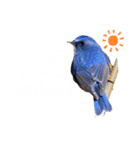 幸せを運ぶ青い鳥たち（個別スタンプ：20）