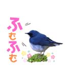 幸せを運ぶ青い鳥たち（個別スタンプ：22）