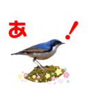 幸せを運ぶ青い鳥たち（個別スタンプ：23）