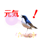 幸せを運ぶ青い鳥たち（個別スタンプ：24）