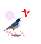 幸せを運ぶ青い鳥たち（個別スタンプ：25）