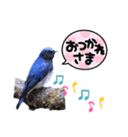 幸せを運ぶ青い鳥たち（個別スタンプ：29）