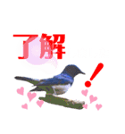 幸せを運ぶ青い鳥たち（個別スタンプ：30）