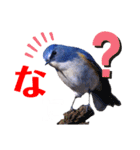 幸せを運ぶ青い鳥たち（個別スタンプ：33）
