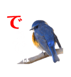 幸せを運ぶ青い鳥たち（個別スタンプ：35）