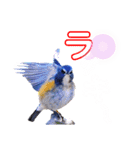 幸せを運ぶ青い鳥たち（個別スタンプ：37）