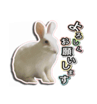 だるまうさぎレスキューSTAMP（個別スタンプ：5）