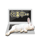 だるまうさぎレスキューSTAMP（個別スタンプ：6）