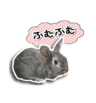 だるまうさぎレスキューSTAMP（個別スタンプ：32）