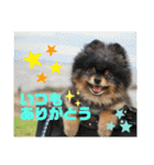 ポメラニアンの太助・太愛3（個別スタンプ：1）