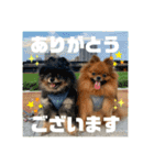 ポメラニアンの太助・太愛3（個別スタンプ：3）