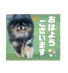 ポメラニアンの太助・太愛3（個別スタンプ：6）