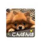 ポメラニアンの太助・太愛3（個別スタンプ：9）
