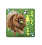 ポメラニアンの太助・太愛3（個別スタンプ：10）