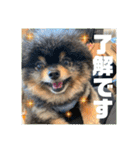 ポメラニアンの太助・太愛3（個別スタンプ：15）