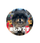 ポメラニアンの太助・太愛3（個別スタンプ：18）