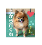 ポメラニアンの太助・太愛3（個別スタンプ：19）