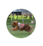 ポメラニアンの太助・太愛3（個別スタンプ：20）