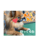 ポメラニアンの太助・太愛3（個別スタンプ：21）