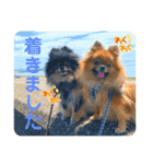 ポメラニアンの太助・太愛3（個別スタンプ：22）
