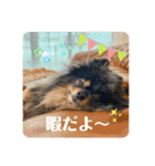 ポメラニアンの太助・太愛3（個別スタンプ：23）