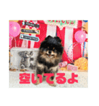 ポメラニアンの太助・太愛3（個別スタンプ：24）