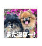ポメラニアンの太助・太愛3（個別スタンプ：25）