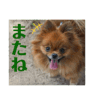 ポメラニアンの太助・太愛3（個別スタンプ：26）