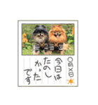 ポメラニアンの太助・太愛3（個別スタンプ：27）