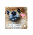 ポメラニアンの太助・太愛3（個別スタンプ：31）
