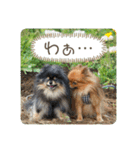 ポメラニアンの太助・太愛3（個別スタンプ：38）