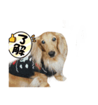 レオとトム（個別スタンプ：4）