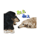 レオとトム（個別スタンプ：15）
